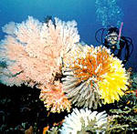 A diver inspects the colourful soft coral in the Similans