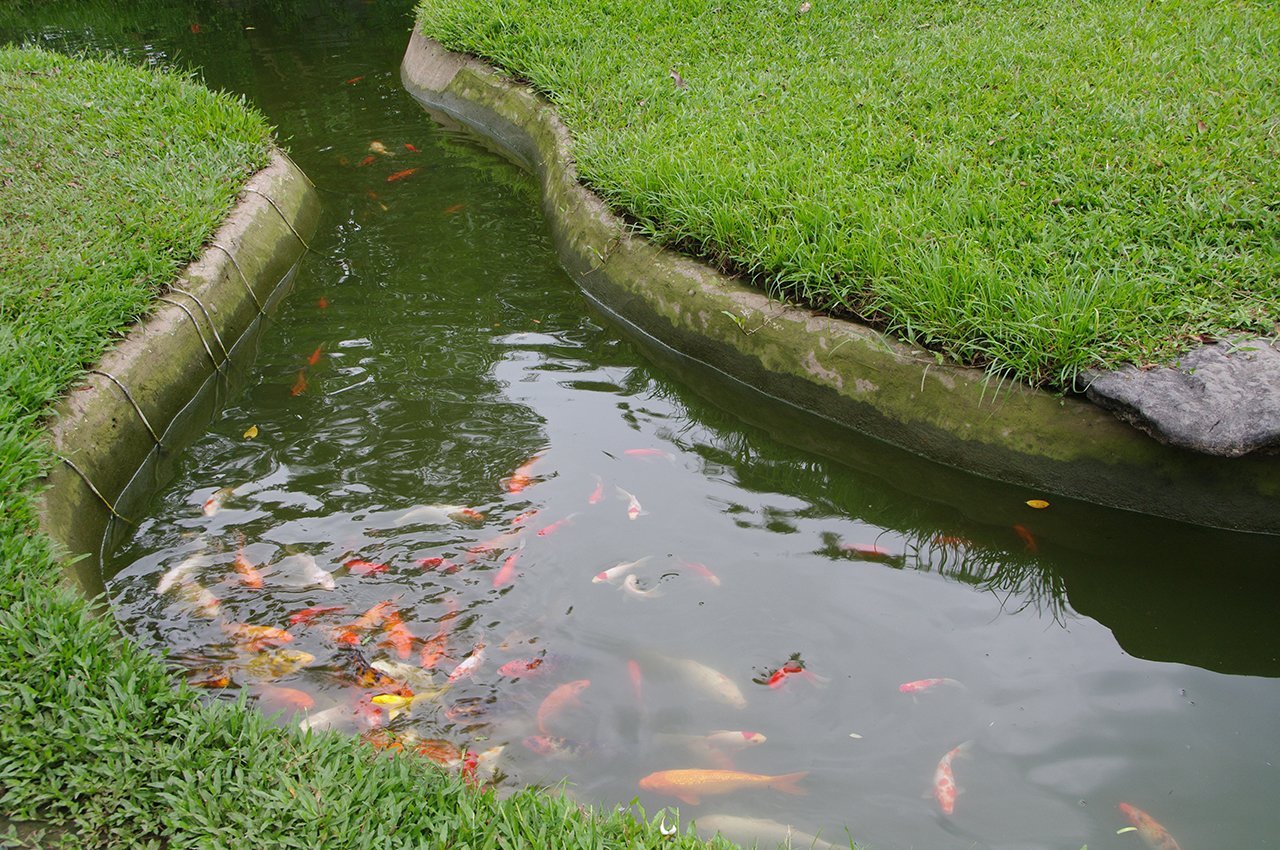 fishpond.jpg